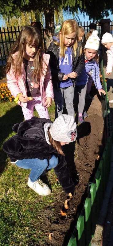 uczniowie sadzą żonkile do ziemi
