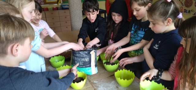 uczniowie sieją owies na ziemię do doniczek i zasypują 