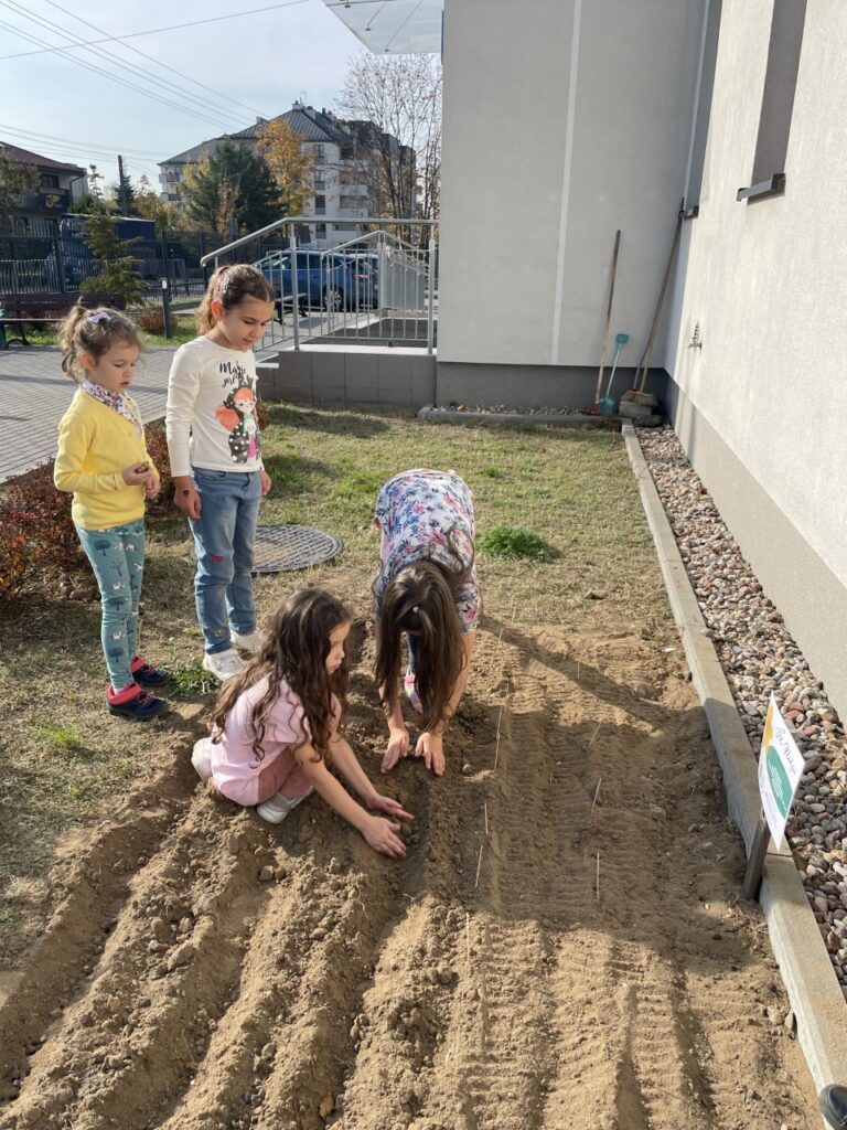 dziewczynki sadzą żonkile