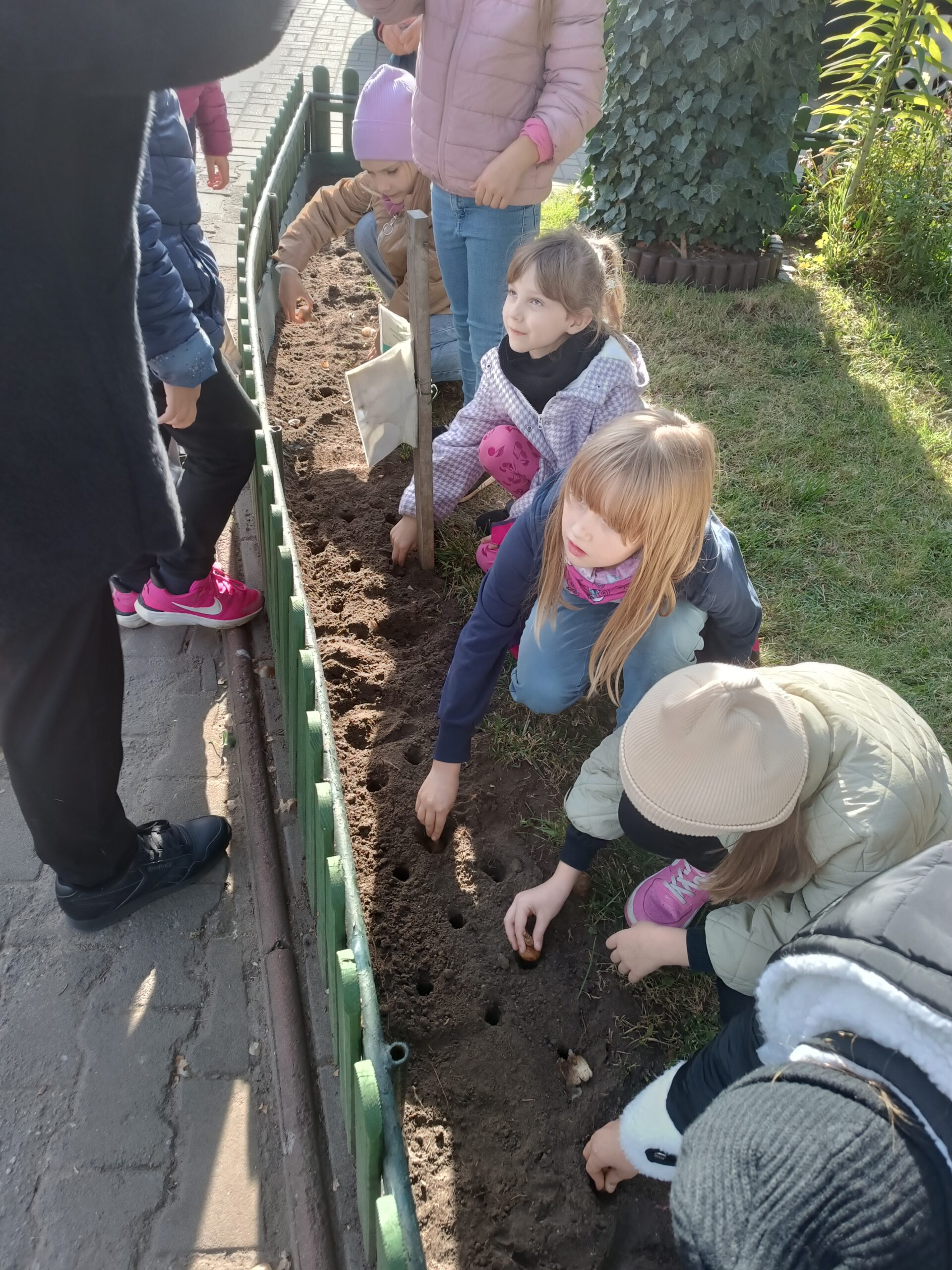 Zdjęcie 2 przedstawia grupę dzieci sadzących cebulki żonkili w ziemi